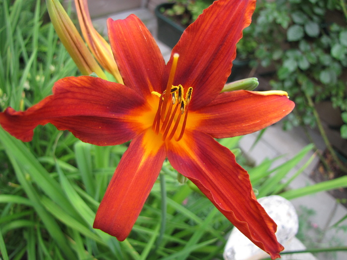 Hemerocallis rosu 7 iul 2010