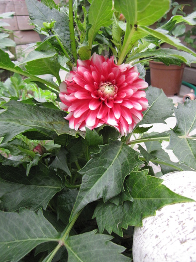 Dalia Mussete 7 iul 2010