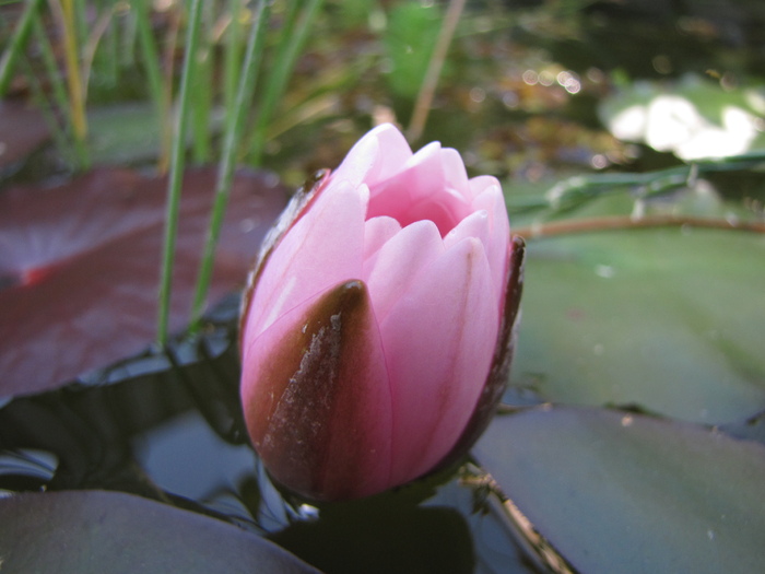 Nufar Nymphaea Pygmaea 7 iul 2010 (2) - plante in havuz