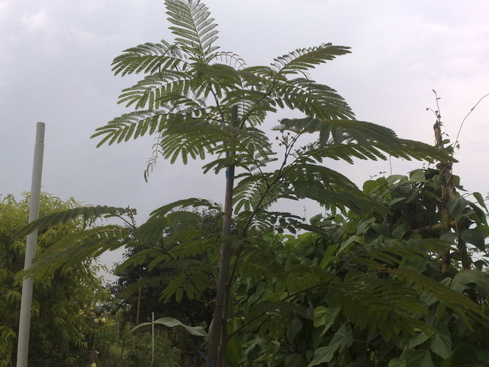 010720104835 - Arbore de matase-Albizia Julibrissin