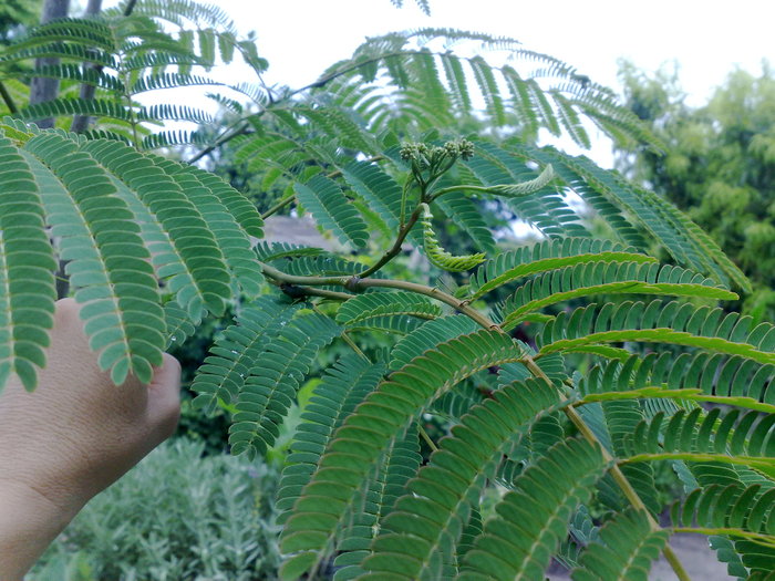 010720104838 - Arbore de matase-Albizia Julibrissin