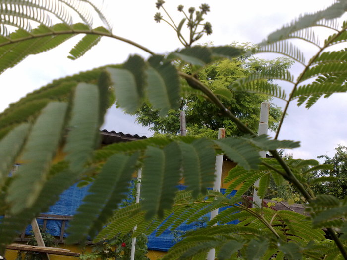 010720104839 - Arbore de matase-Albizia Julibrissin