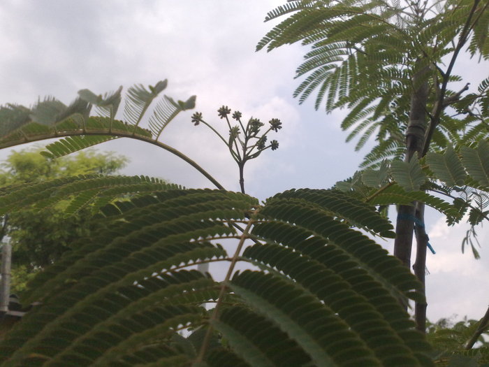 boboci - Arbore de matase-Albizia Julibrissin