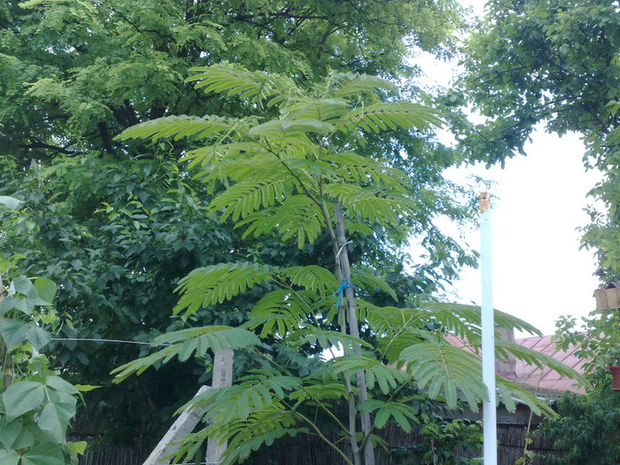 010720104841 - Arbore de matase-Albizia Julibrissin