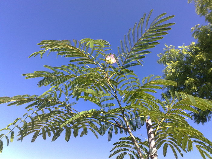 prima floare - Arbore de matase-Albizia Julibrissin