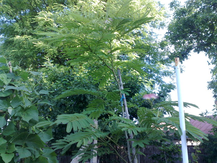 070720105086 - Arbore de matase-Albizia Julibrissin