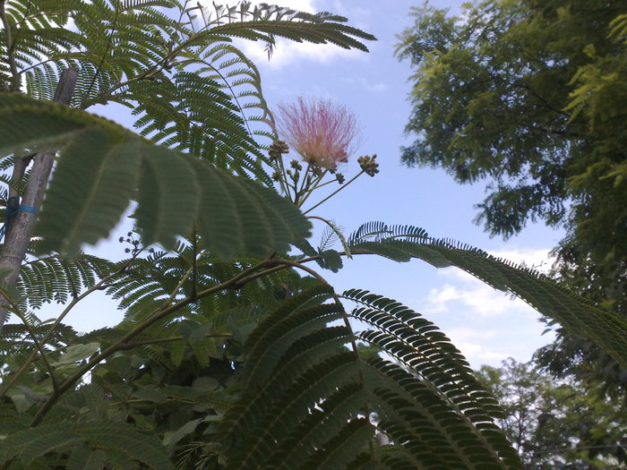 060720105055 - Arbore de matase-Albizia Julibrissin