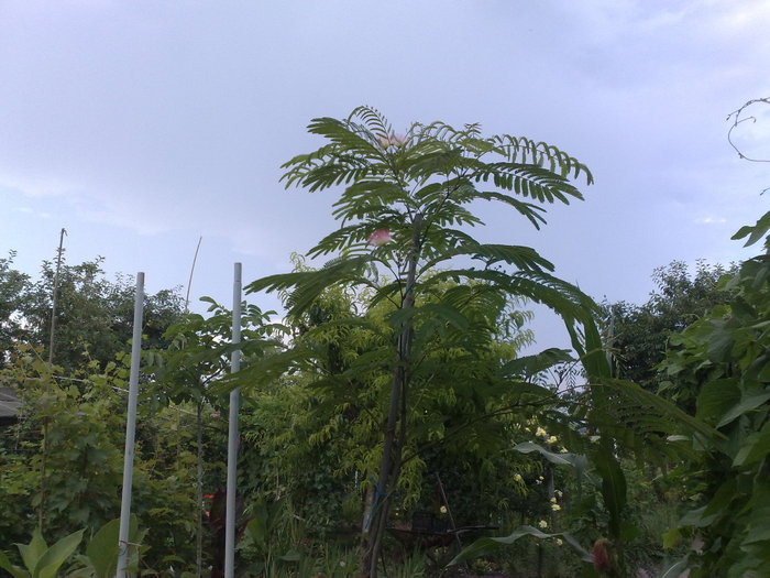 060720105056 - Arbore de matase-Albizia Julibrissin