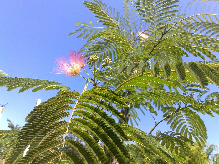 070720105068 - Arbore de matase-Albizia Julibrissin