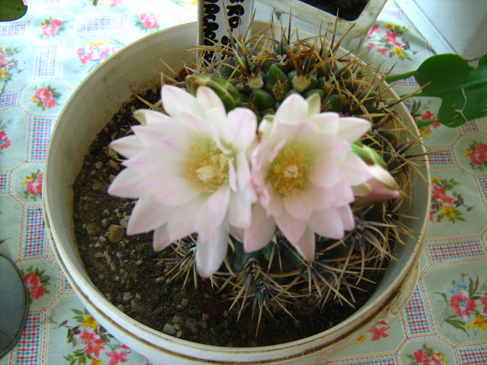 ferocactus macrodiscus - cactusii mei