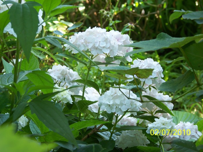 100_4425 - 8 iulie 2010 Fotografii