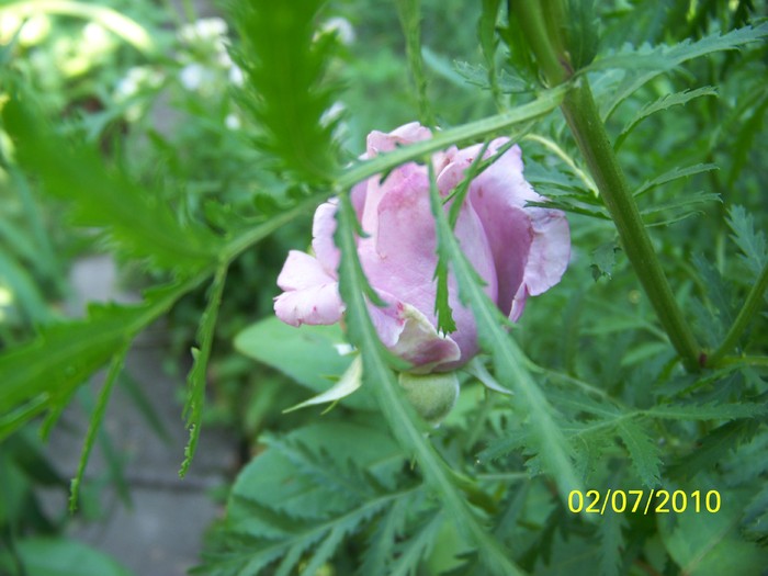 100_4432 - 8 iulie 2010 Fotografii