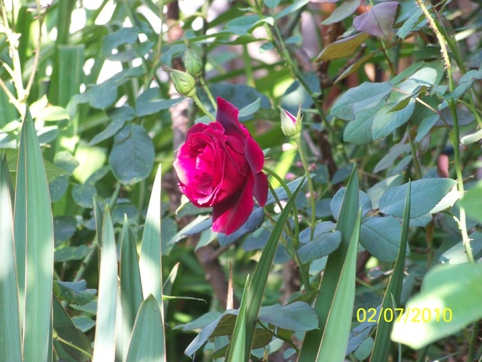 100_4435 - 8 iulie 2010 Fotografii