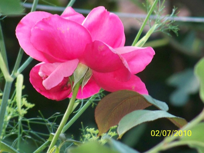 100_4447 - 8 iulie 2010 Fotografii