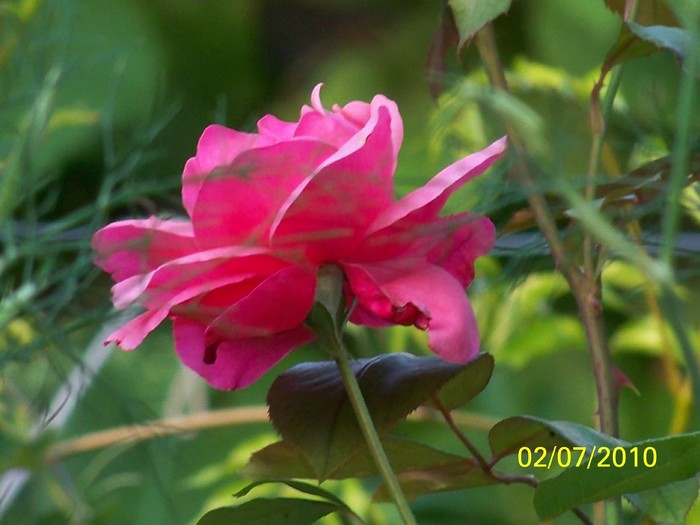 100_4448 - 8 iulie 2010 Fotografii