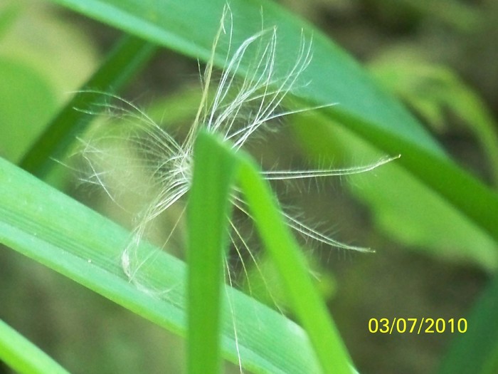 100_4477 - 8 iulie 2010 Fotografii