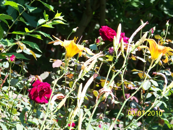 100_4483 - 8 iulie 2010 Fotografii