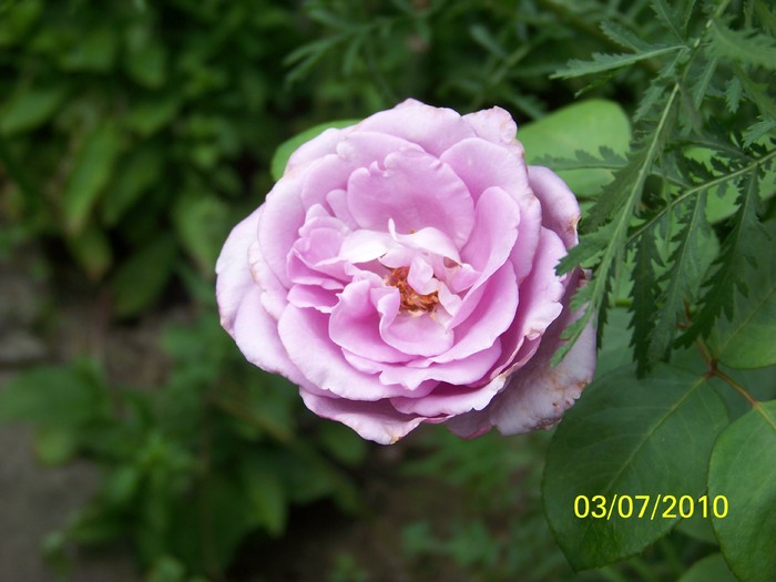 100_4491 - 8 iulie 2010 Fotografii