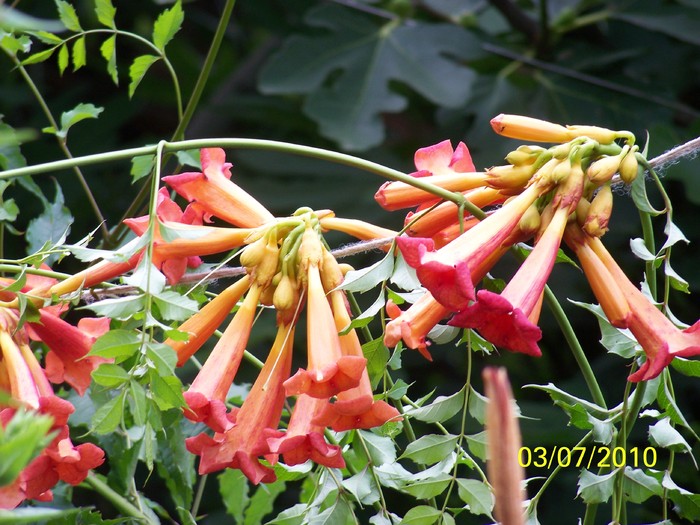 100_4496 - 8 iulie 2010 Fotografii
