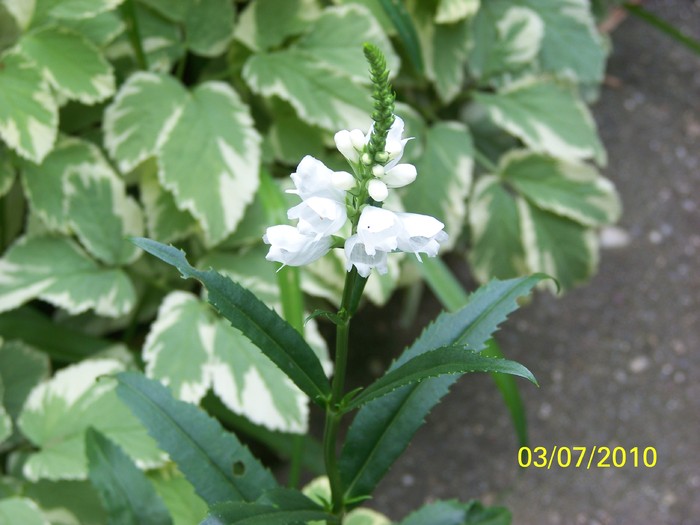 100_4497 - 8 iulie 2010 Fotografii