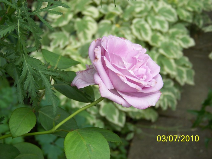 100_4499 - 8 iulie 2010 Fotografii