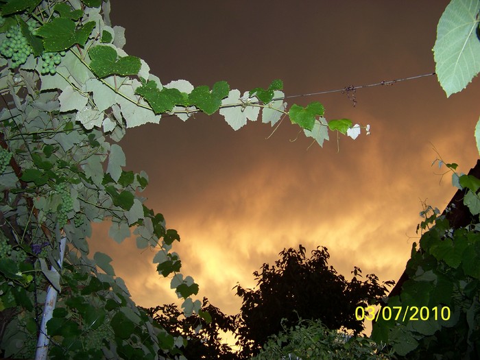 100_4505 - 8 iulie 2010 Fotografii