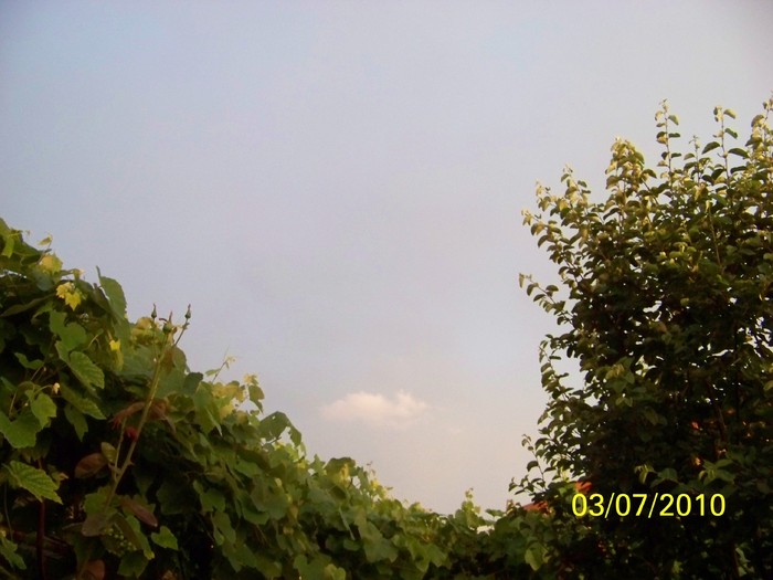 100_4508 - 8 iulie 2010 Fotografii