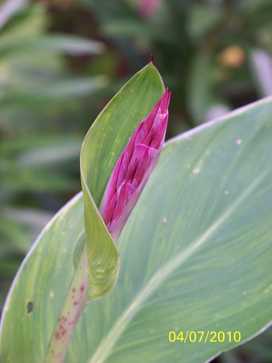 100_4516 - 8 iulie 2010 Fotografii