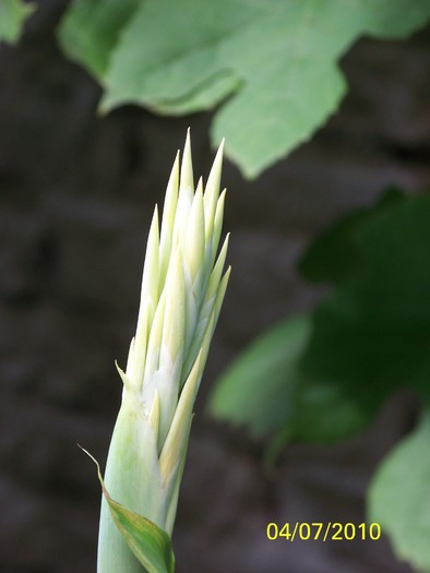 100_4518 - 8 iulie 2010 Fotografii