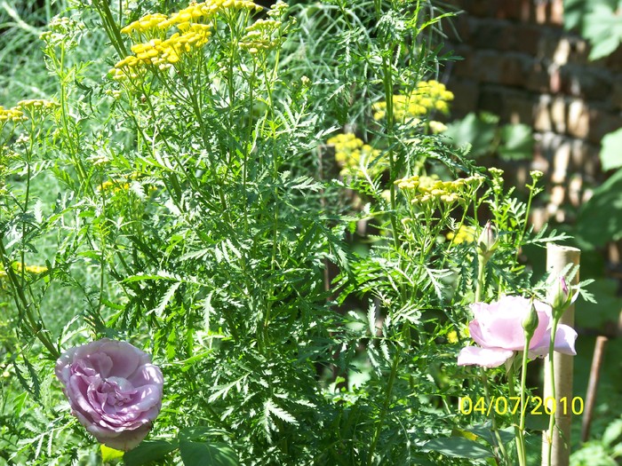 100_4521 - 8 iulie 2010 Fotografii