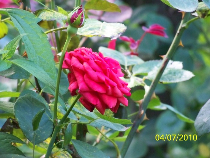 100_4528 - 8 iulie 2010 Fotografii