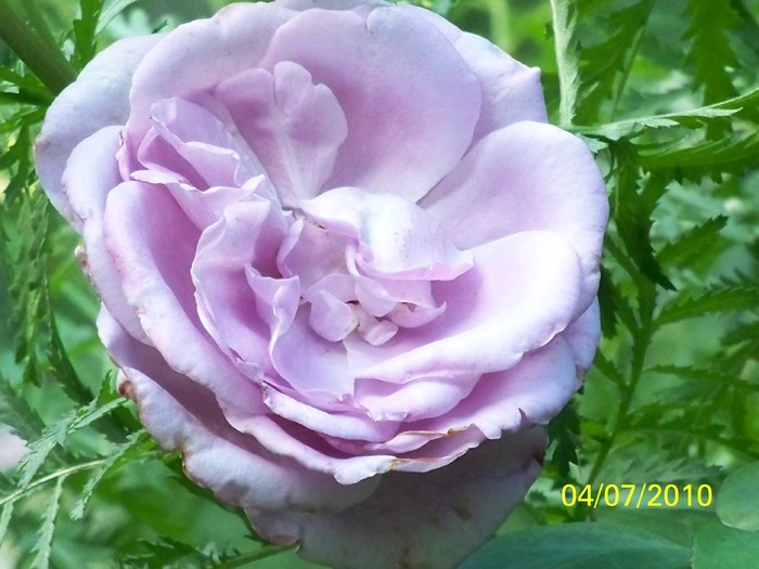 100_4534 - 8 iulie 2010 Fotografii