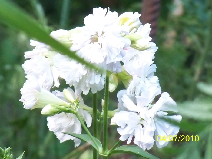 100_4536 - 8 iulie 2010 Fotografii