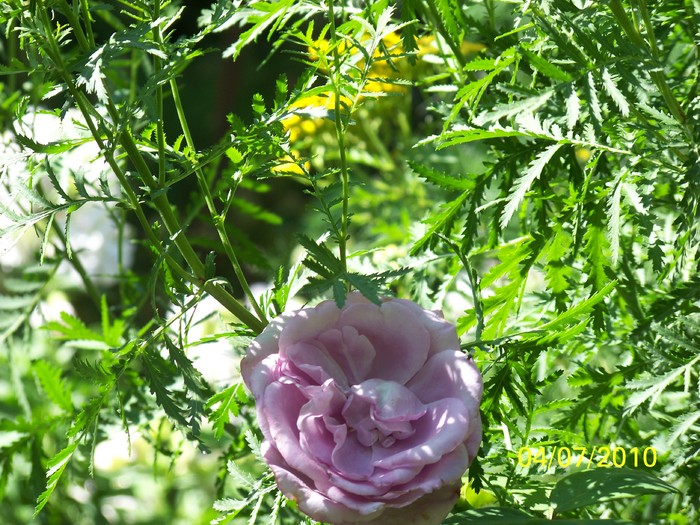 100_4545 - 8 iulie 2010 Fotografii