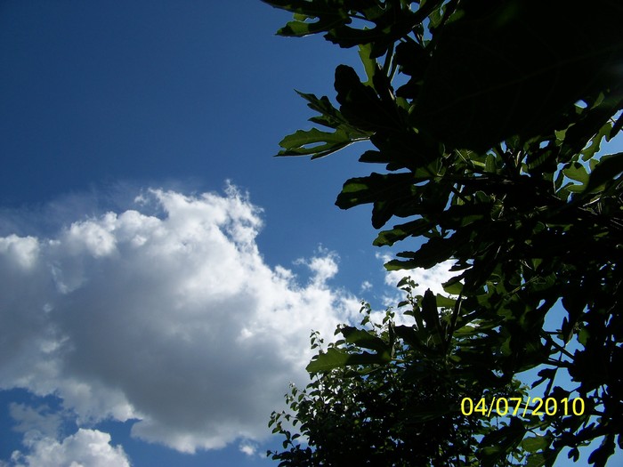 100_4558 - 8 iulie 2010 Fotografii