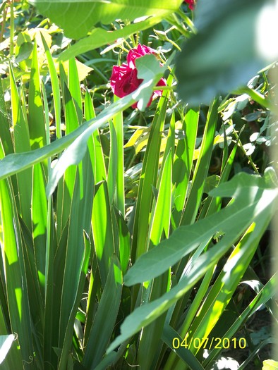 100_4560 - 8 iulie 2010 Fotografii