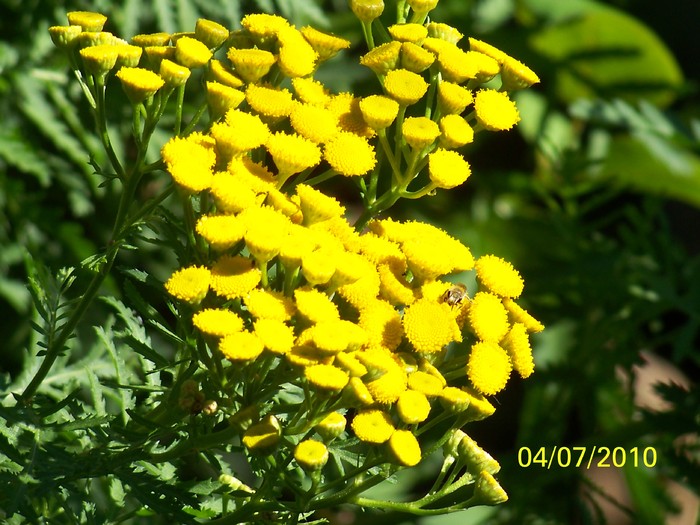 100_4565 - 8 iulie 2010 Fotografii