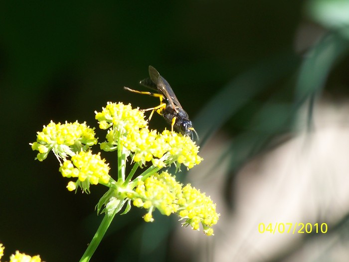 100_4566 - 8 iulie 2010 Fotografii