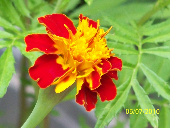 100_4574 - 8 iulie 2010 Fotografii