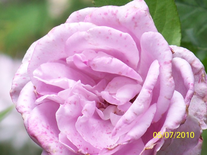 100_4575 - 8 iulie 2010 Fotografii