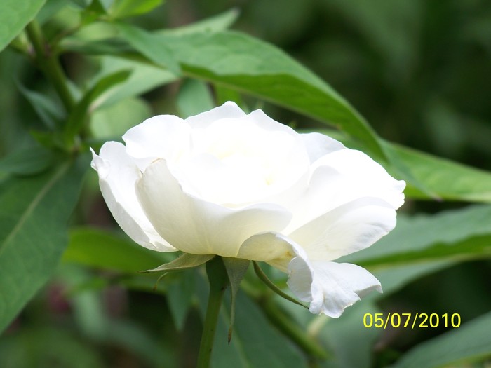 100_4577 - 8 iulie 2010 Fotografii