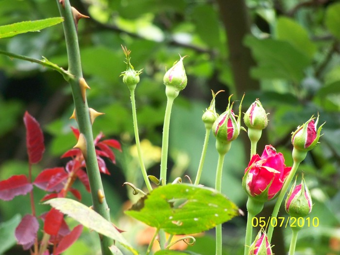 100_4585 - 8 iulie 2010 Fotografii