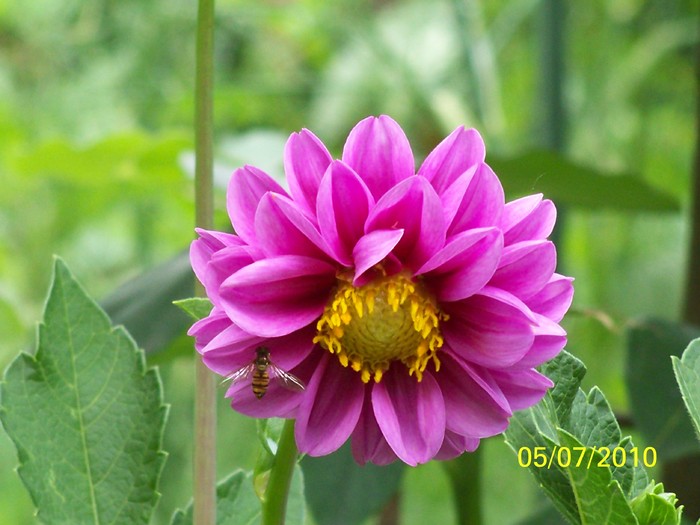 100_4589 - 8 iulie 2010 Fotografii