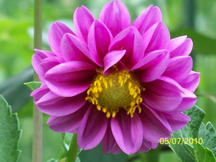 100_4591 - 8 iulie 2010 Fotografii