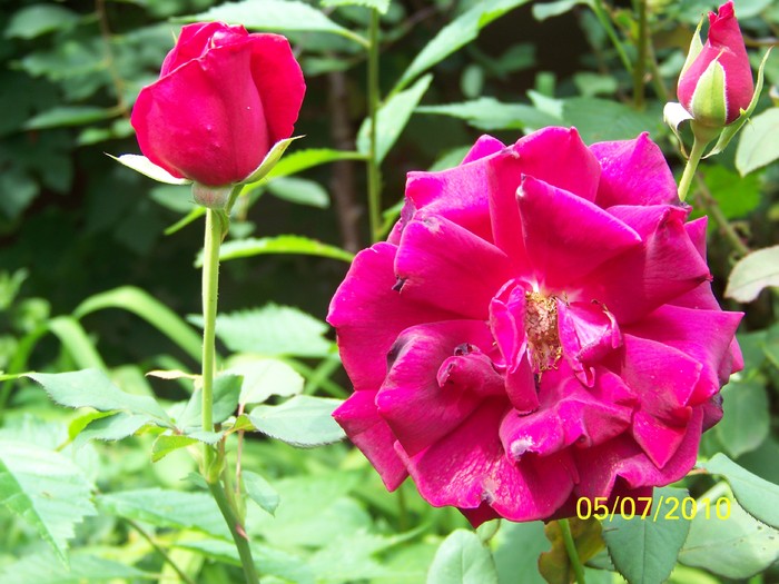 100_4600 - 8 iulie 2010 Fotografii