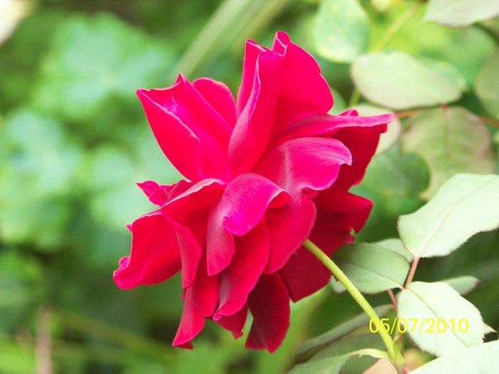 100_4607 - 8 iulie 2010 Fotografii