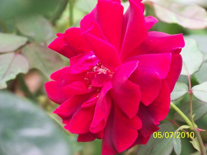 100_4619 - 8 iulie 2010 Fotografii