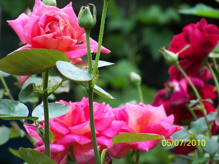 100_4623 - 8 iulie 2010 Fotografii