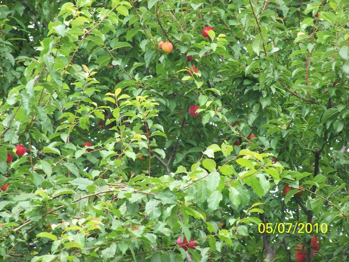 100_4648 - 8 iulie 2010 Fotografii