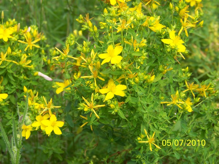 100_4653 - 8 iulie 2010 Fotografii